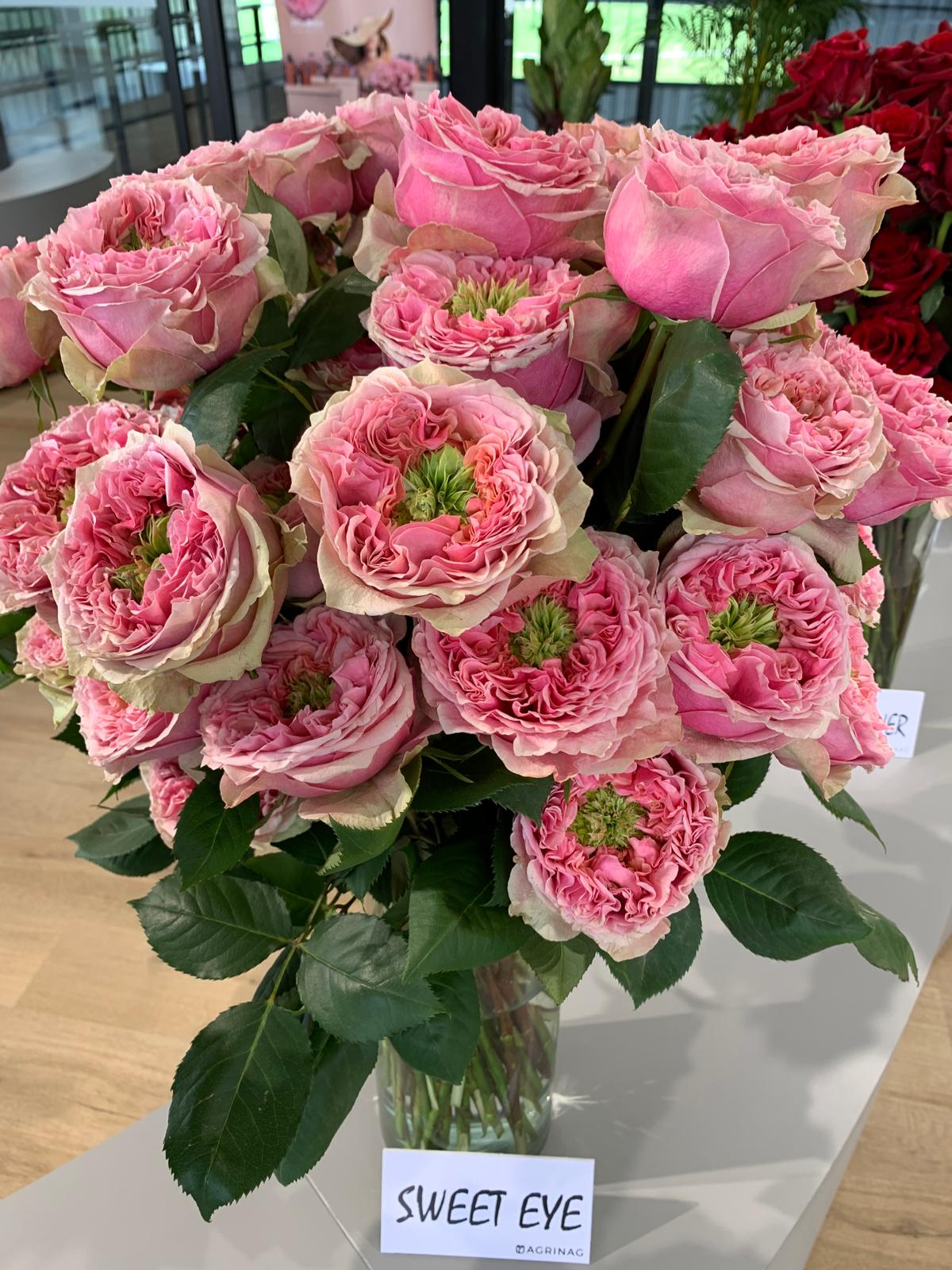 Flowervision Lancashire | New varieties of roses, now available.